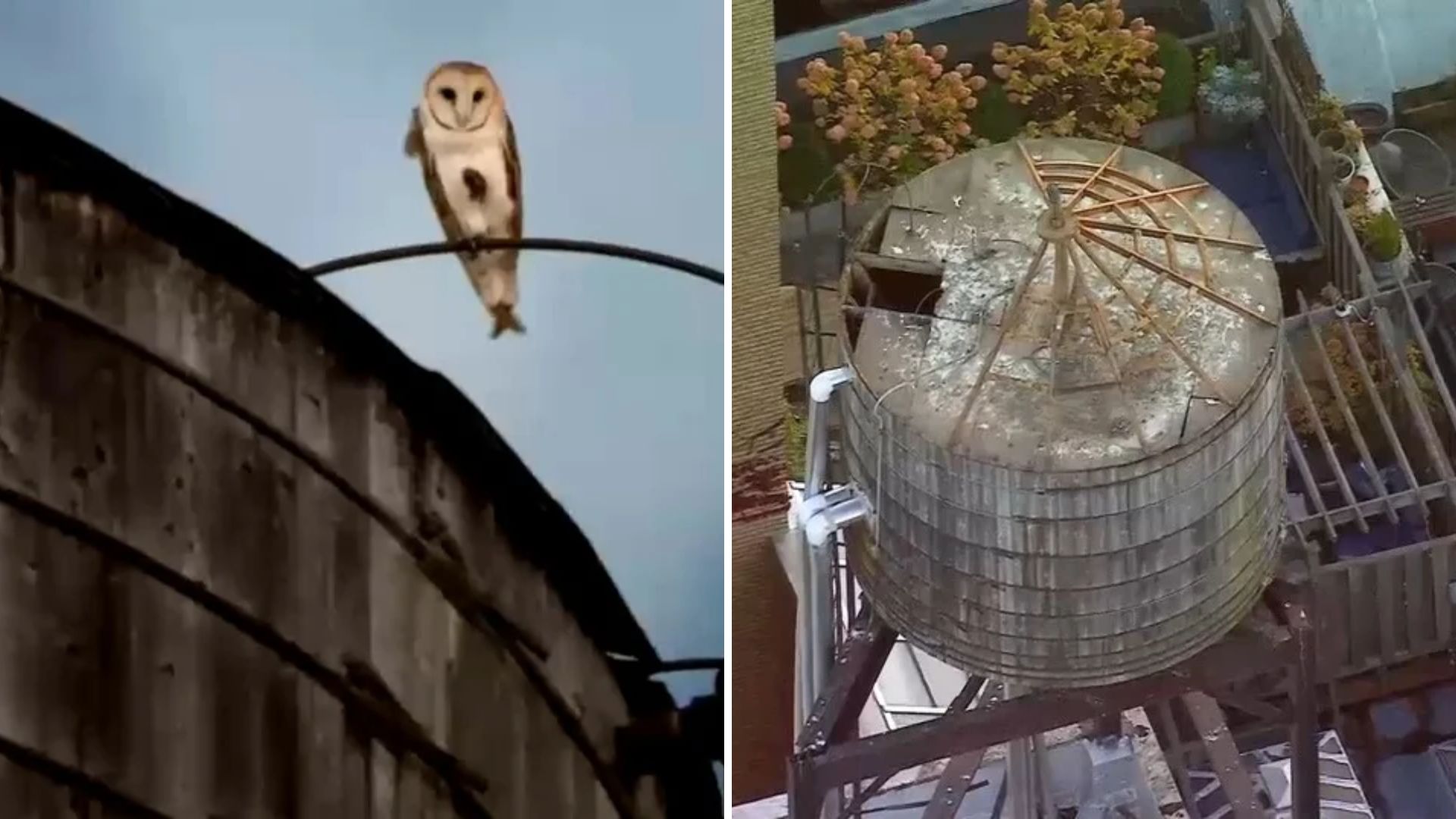 Rare family of barn owls displaced from Upper West Side perch
       — WABC-TV Eyewitness News (ABC7 NY)