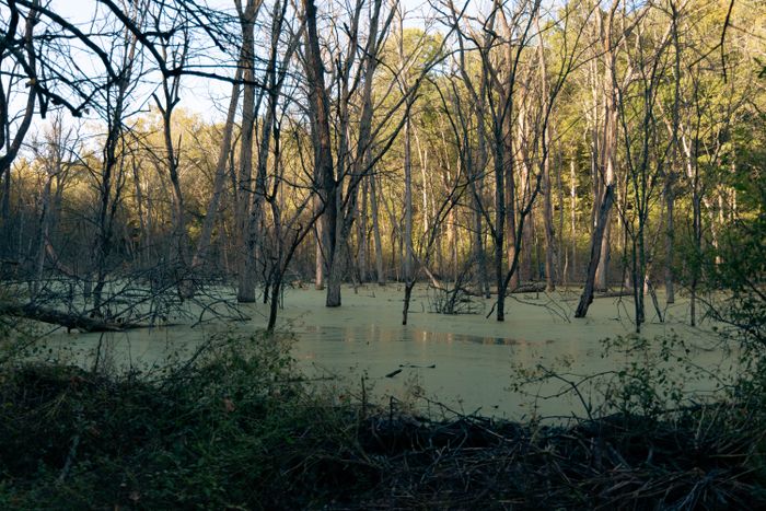 Groups secure grant to study future of Harlen Swamp — Poughkeepsie Real Estate news