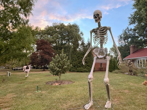 Make no bones about it, the giant skeleton has become an American Halloween fixture — WHEC News10NBC (Rochester)